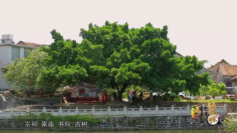 东莞竟有这样一个安详秀丽的古村落,还有诱人的美食 国庆就去玩